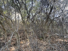 Quercus
