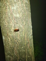 Euthlastoblatta abortiva