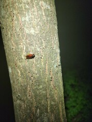 Euthlastoblatta abortiva