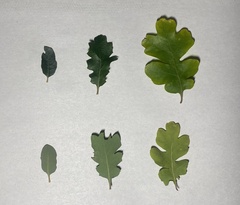 Quercus