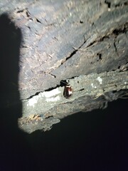 Euthlastoblatta abortiva