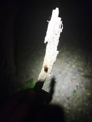 Euthlastoblatta abortiva