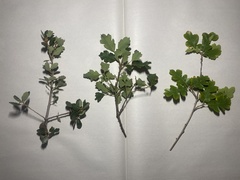 Quercus