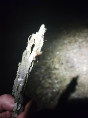 Euthlastoblatta abortiva