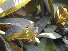 Parrhasius moctezuma