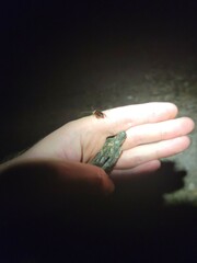 Euthlastoblatta abortiva