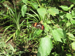 Heliconius