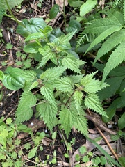 Urtica incisa