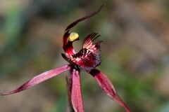 Caladenia formosa
