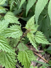 Urtica incisa