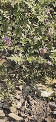 Solanum virginianum
