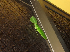 Choeradodis rhombicollis