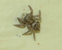 Habronattus