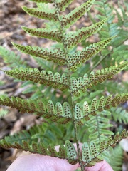 Dryopteris