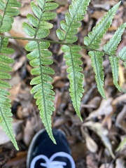 Dryopteris