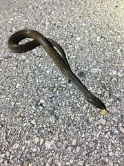 Nerodia clarkii compressicauda