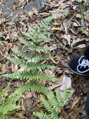 Dryopteris