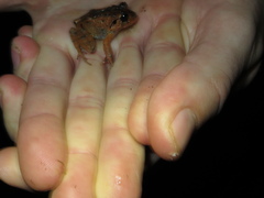 Craugastor megacephalus