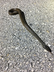 Nerodia clarkii compressicauda