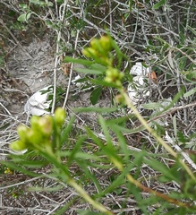 Euthamia gymnospermoides