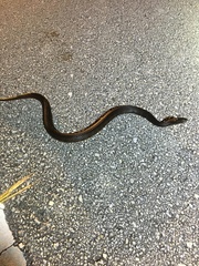 Nerodia fasciata × clarkii