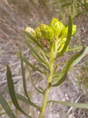 Euthamia gymnospermoides