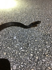 Nerodia fasciata × clarkii