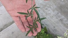 Rumex altissimus