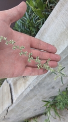 Rumex altissimus