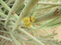 Euphorbia damarana image