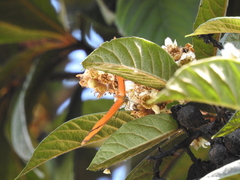 Dryas iulia moderata