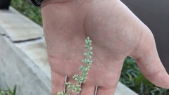 Rumex altissimus