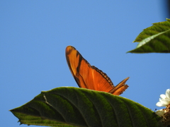 Dryas iulia moderata