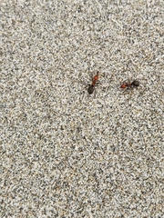 Formica integra