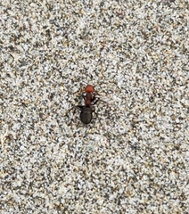 Formica integra