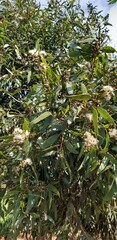 Eucalyptus albopurpurea