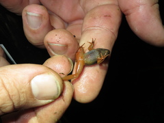 Lithobates warszewitschii