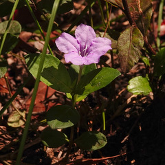 Ruellia