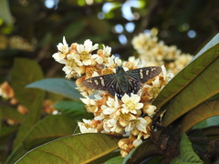 Phocides urania urania