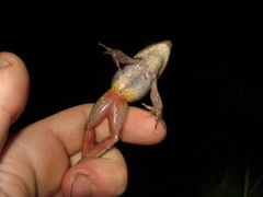 Lithobates warszewitschii