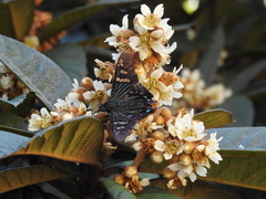 Phocides urania urania
