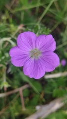 Geranium potentillifolium