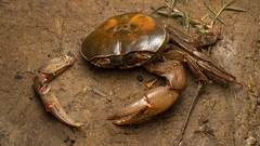 Potamonautini