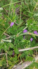 Geranium potentillifolium