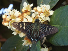 Phocides urania urania
