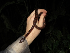 Leptodeira