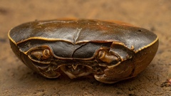 Potamonautini