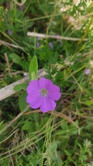 Geranium potentillifolium