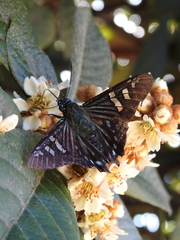 Phocides urania urania