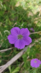 Geranium potentillifolium